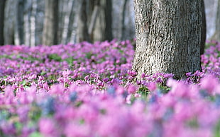 focus photography of purple petaled flowers near the tree
