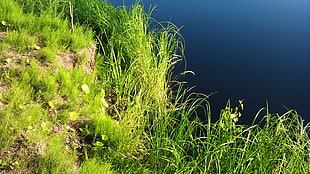 green grass near body of water