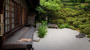 orange tabby cat, nature, plants, sand, Japan