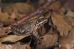 brown and black frog