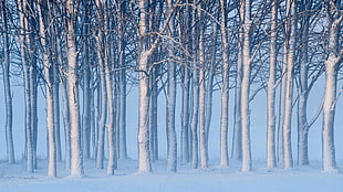 brown tree trunks, nature, landscape, winter, snow