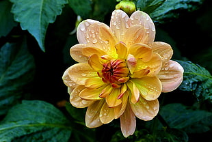 photo of brown and yellow flower with green leaves