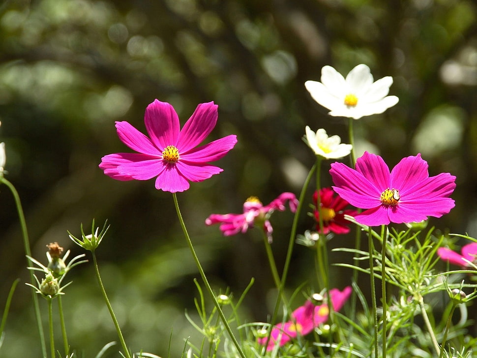pink and white flowers HD wallpaper