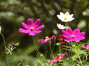 pink and white flowers HD wallpaper