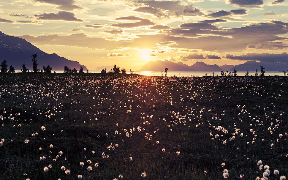 white petaled flowers, sky, landscape, flowers, clouds HD wallpaper