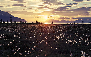 white petaled flowers, sky, landscape, flowers, clouds