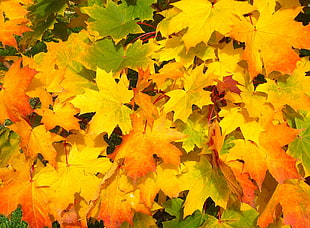 yellow and orange maple leaves