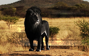 black lion, animals, lion, black, melanism