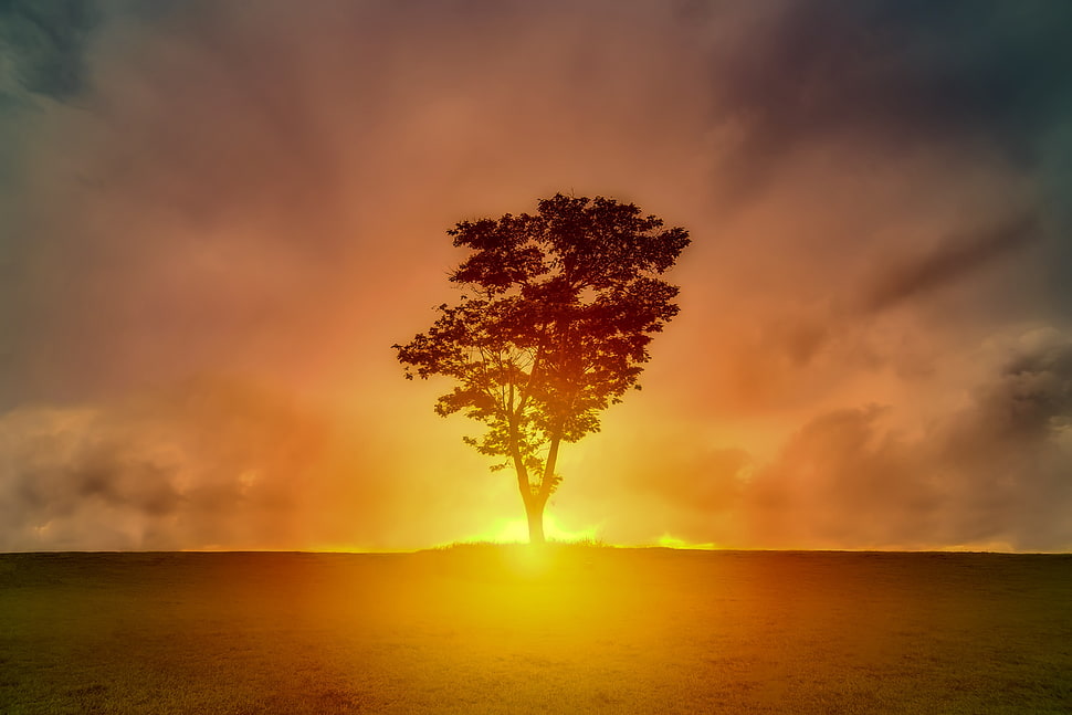 tree silhouette during sunrise HD wallpaper