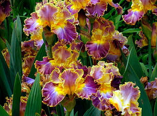 Irises,  Flowers,  Herbs,  Flowerbed