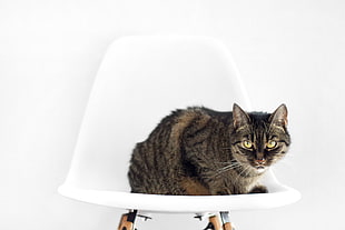 closeup photography of cat on armless chair HD wallpaper