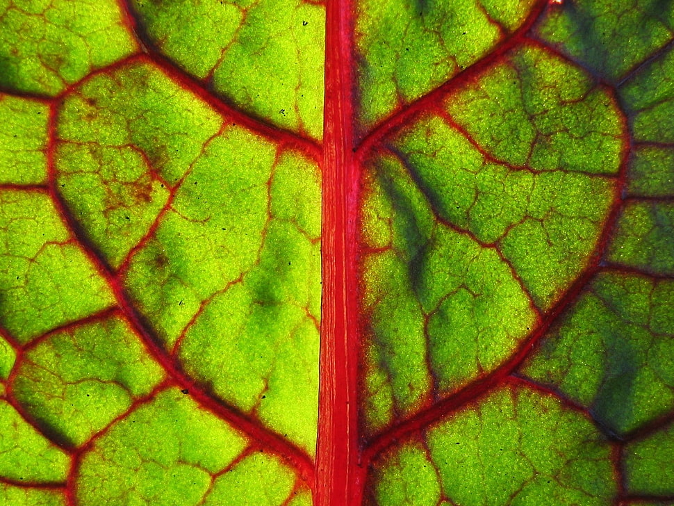 green and red leaf HD wallpaper