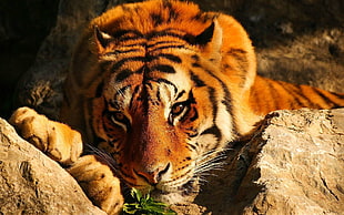 bengal tiger, tiger, wildlife, animals HD wallpaper