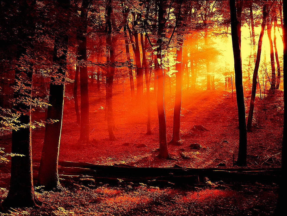 green forest during daytime HD wallpaper