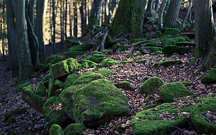 green mosses, landscape, moss, forest, stone wall