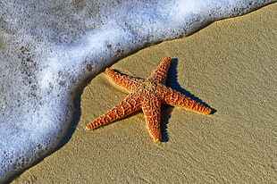 orange star fish during daytime