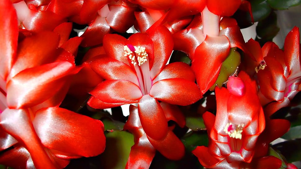 red-and-white Christmas Cactus plant HD wallpaper