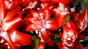 red-and-white Christmas Cactus plant