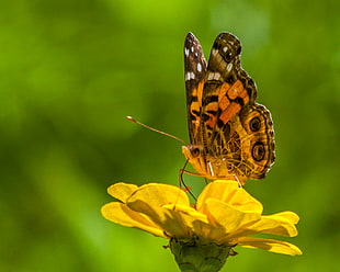 wildlife photography of orange butterfly, american painted lady HD wallpaper