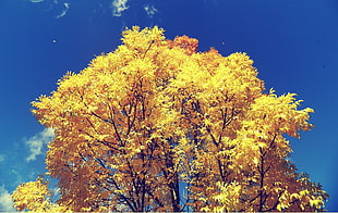 yellow leafed tree, trees