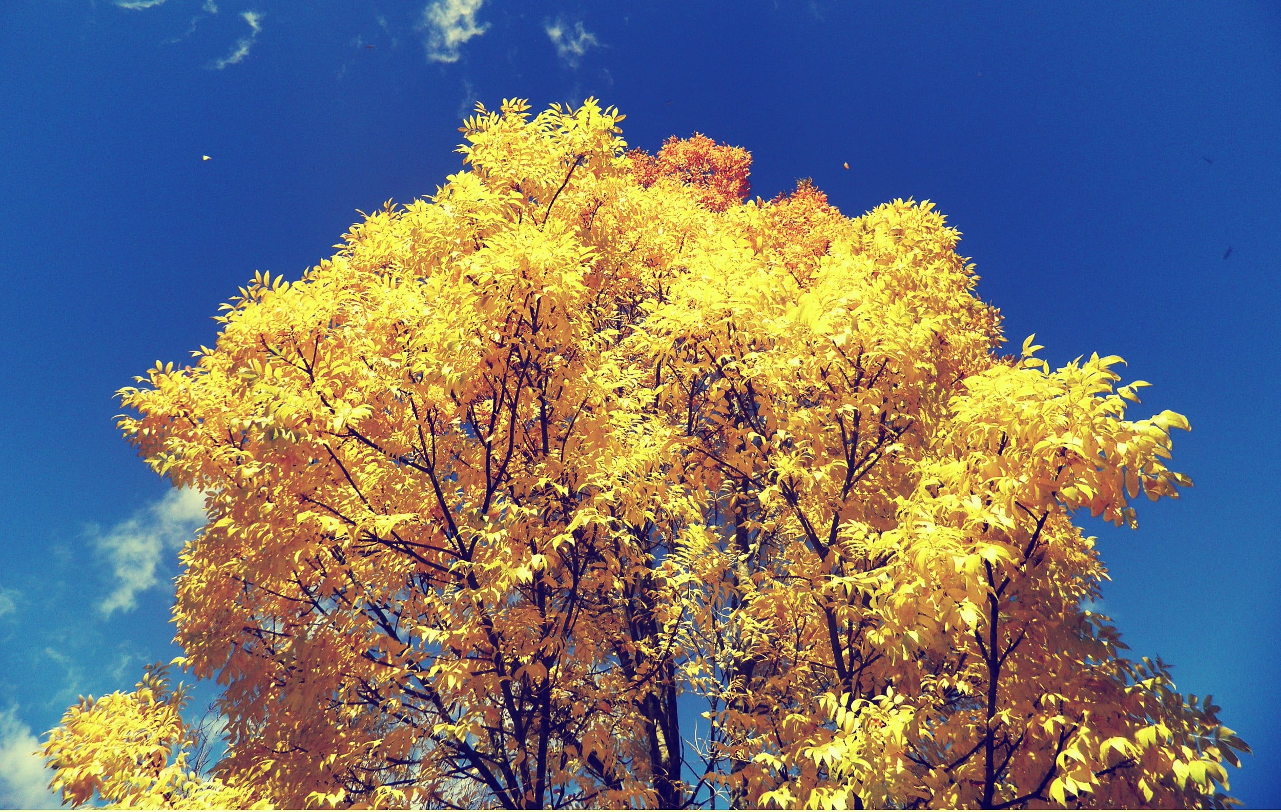 yellow leafed tree, trees