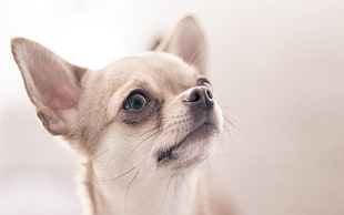 selective focus of cream Chihuahua