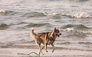 Copper Siberian Husky running on seashore during daytime