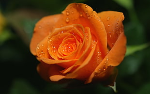 shallow depth photograph of water droplets in orange rose