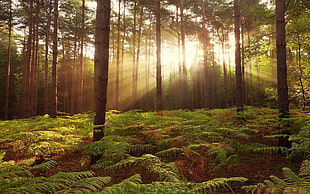 nature, trees, forest, sun rays HD wallpaper
