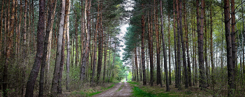 Forest,  Nature,  Road,  Landscape HD wallpaper
