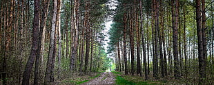 Forest,  Nature,  Road,  Landscape HD wallpaper