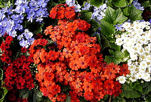 variety of flowers foliage HD wallpaper