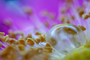 shallow photography on water drop on yellow and green flower during daytime