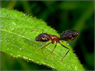 macro photography of ant on green leaf