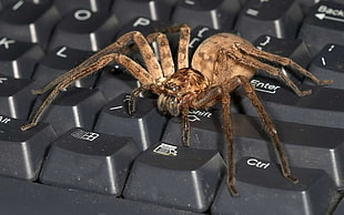 brown Sac Spider on black keyboard