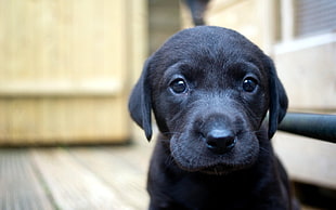 black Labrador Retriever puppy HD wallpaper