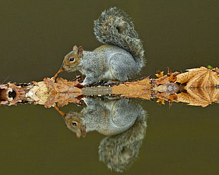 wildlife photography of gray squirrel on brown wood, grey squirrel