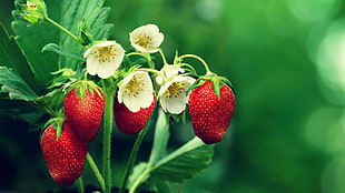 red strawberry fruits, strawberries, flowers, leaves, fruit