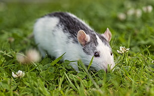 grey and white rodent on grass