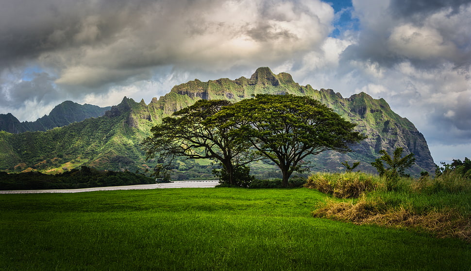 two trees on green grass under white clouds during daytimne HD wallpaper