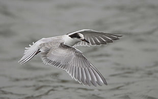 photography of gray and white bird flies above water
