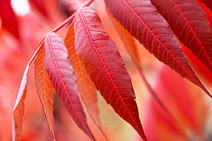 shallow focus photography of red leaves