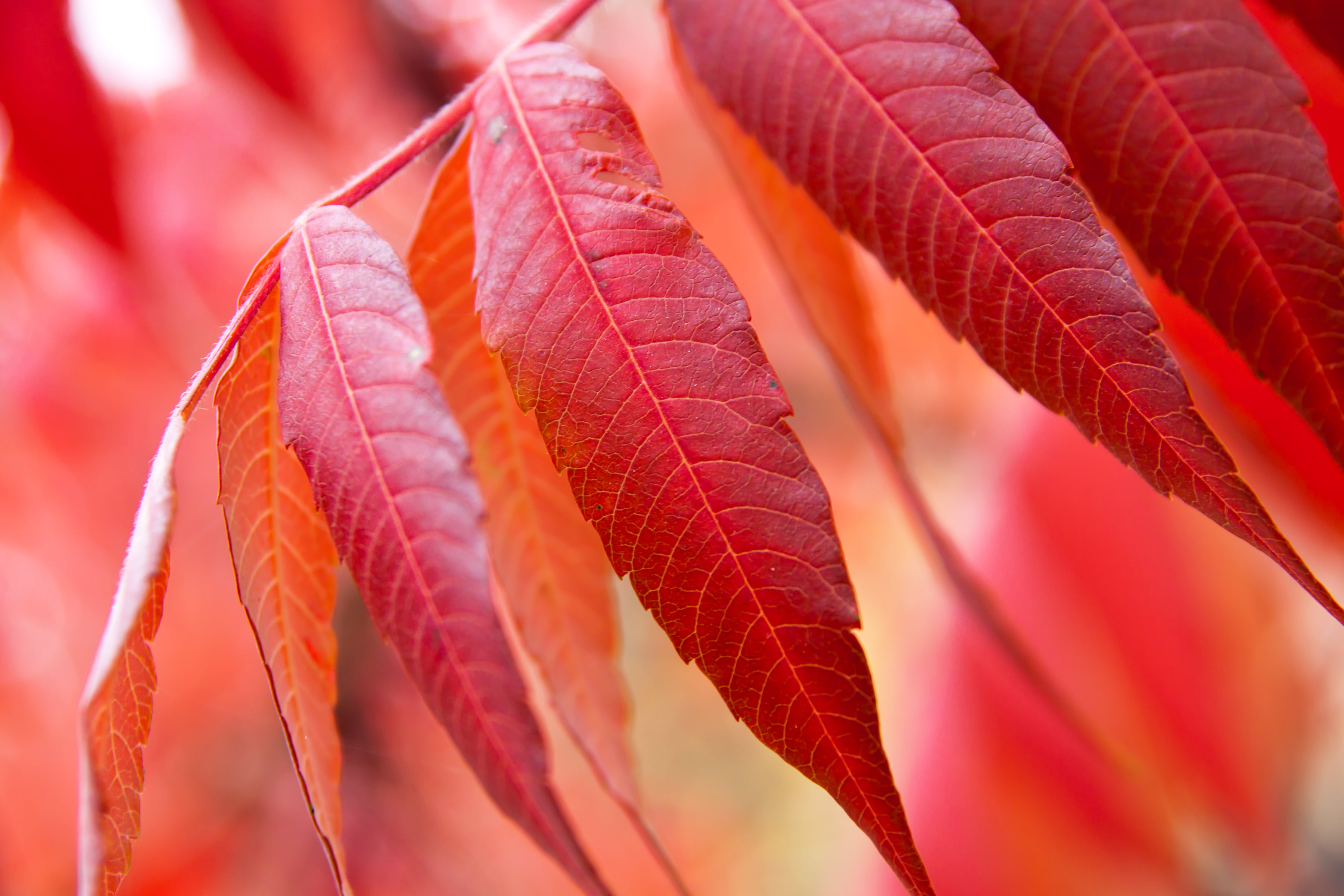 shallow focus photography of red leaves