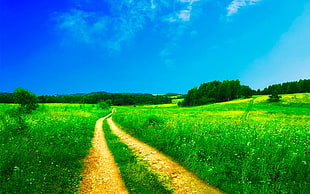 green grass field with pathway HD wallpaper