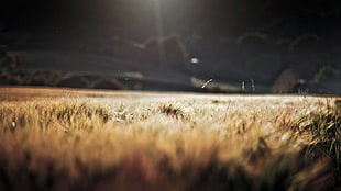 dried grass, depth of field, blurred, sunlight, field HD wallpaper