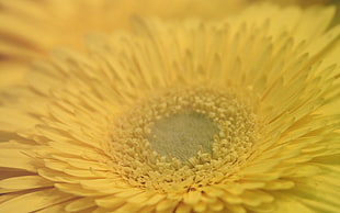 macro photography of yellow Gerbera