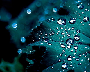 droplet photography HD wallpaper