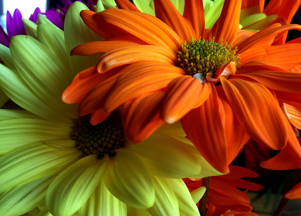 closeup photography of orange-and-yellow petaled flowers HD wallpaper