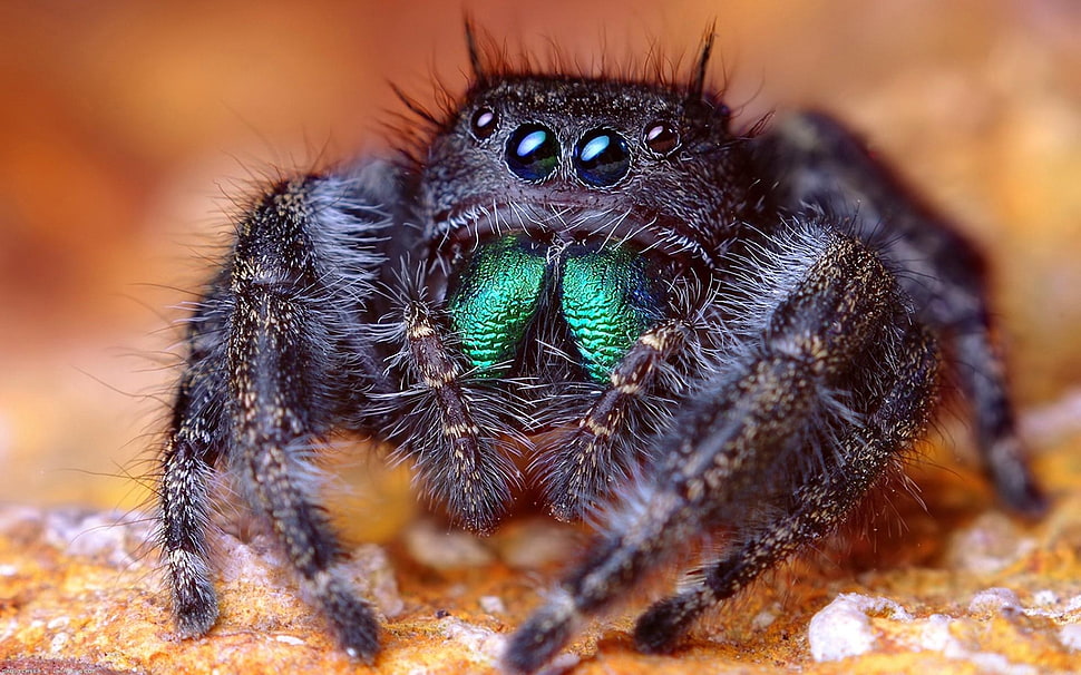 macro photography of black jumping spider HD wallpaper