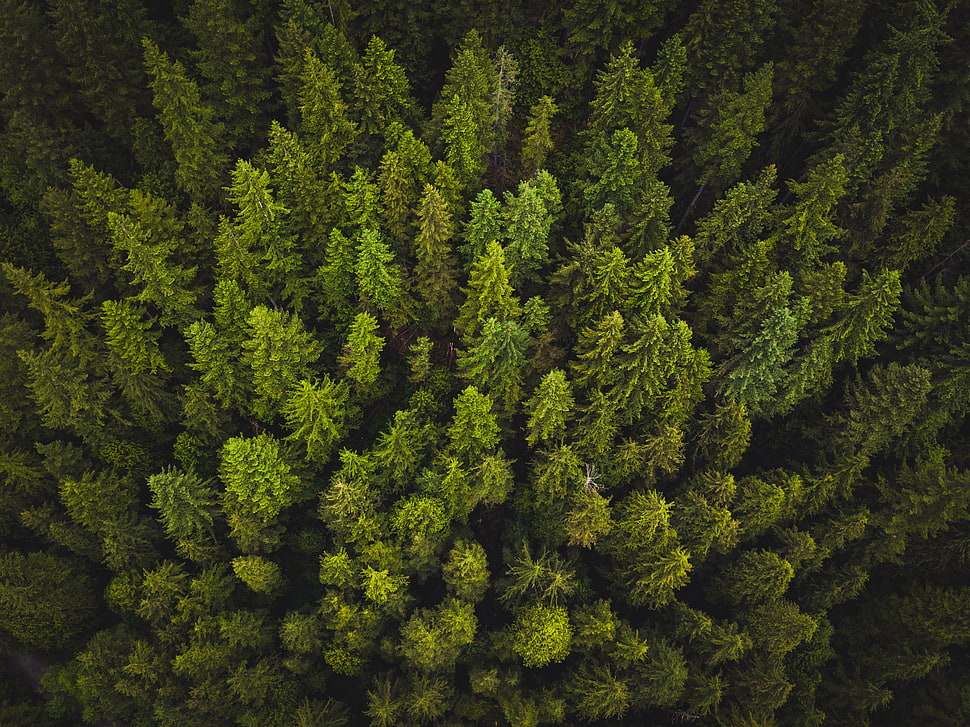 green pine trees, Trees, Top view, Green HD wallpaper